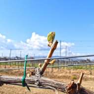 Fir Vinil Pt. Legat Plante 3 Mm X 75 M, 500 Gr