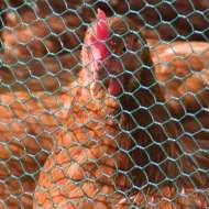 Plasa Rabitz Zn  Plast. 1.0 X 25 M - 3/4'' (19 Mm) X 1.0 Mm