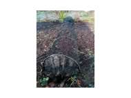 Tunel Negru Pentru ProtecȚia PlanȚelor